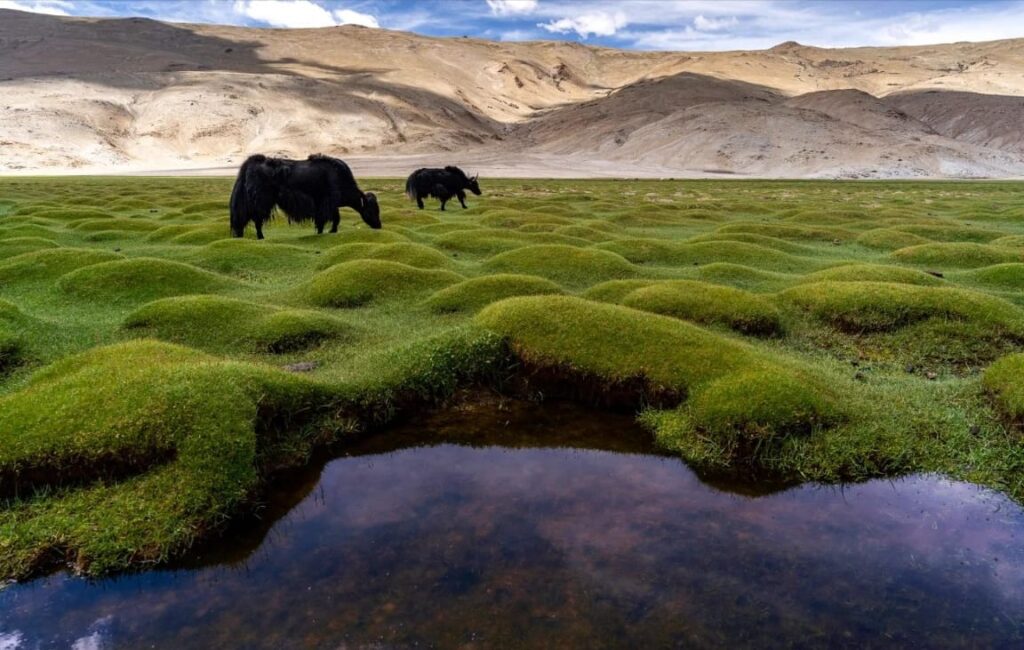 Puga Valley, Ladakh