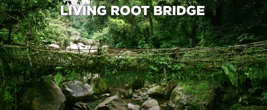 Living Root Bridge 